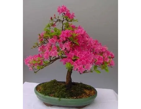 bonsai azalea