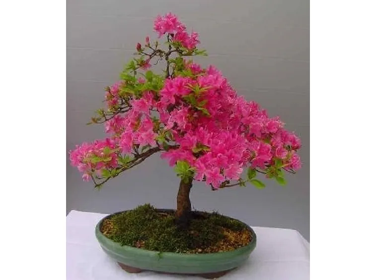 bonsai azalea
