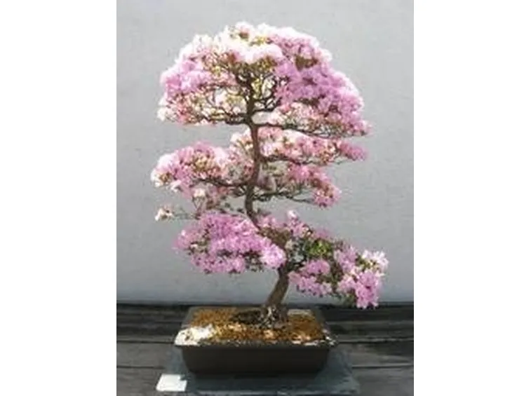 bonsai azalea