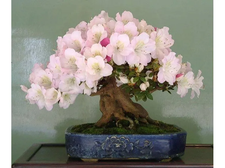 bonsai azalea
