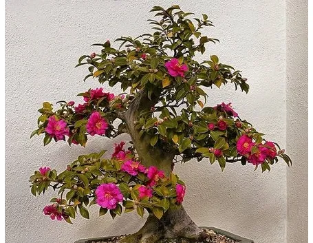bonsai camelia