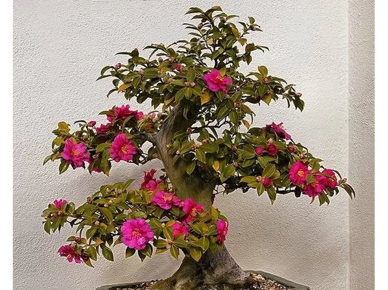 bonsai camelia