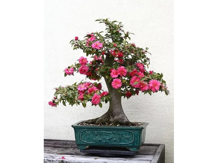 bonsai camelia