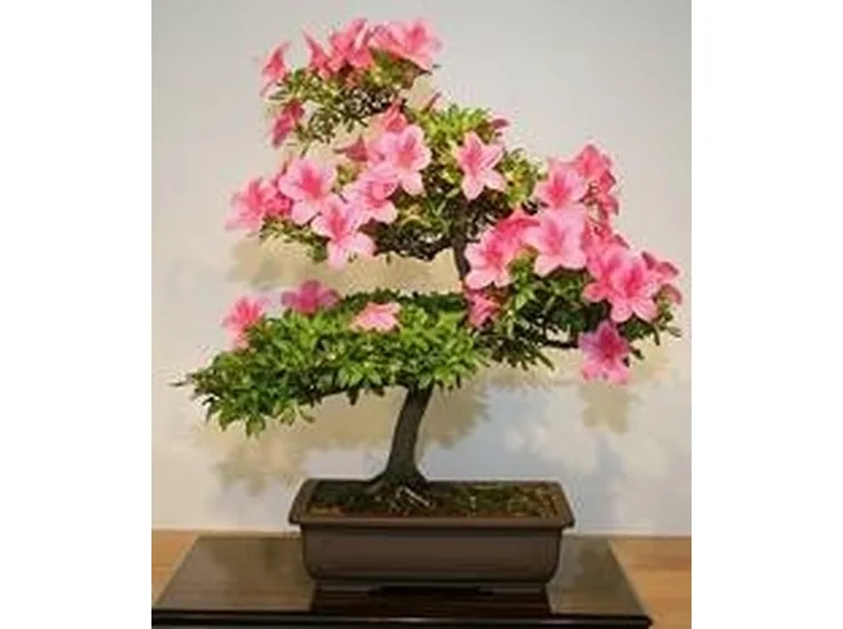 bonsai camelia