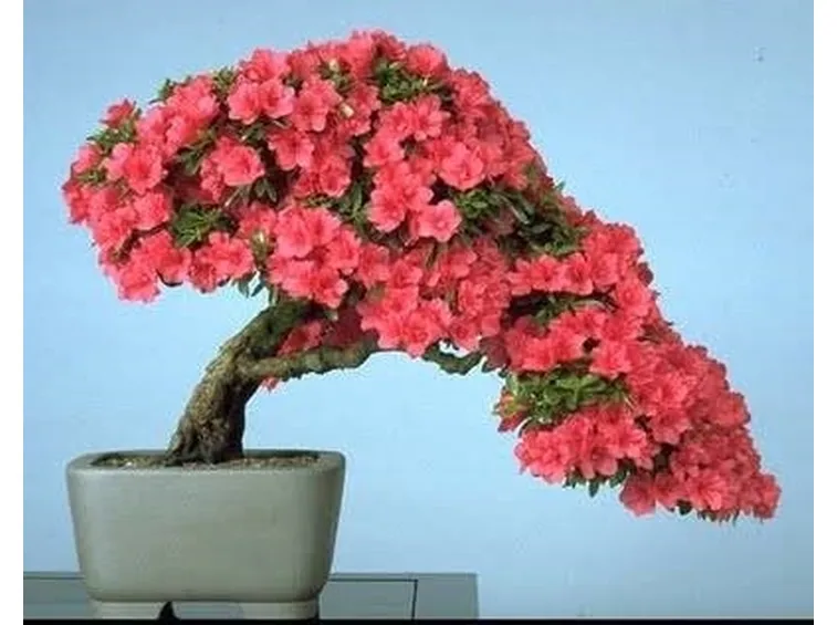 bonsai camelia
