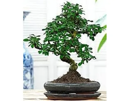 bonsai carmona 