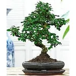 bonsai carmona 