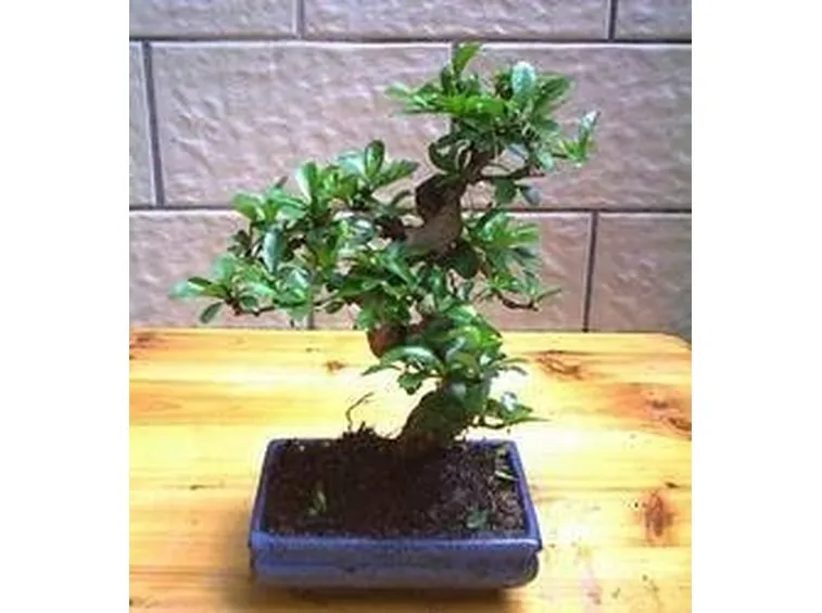 bonsai carmona