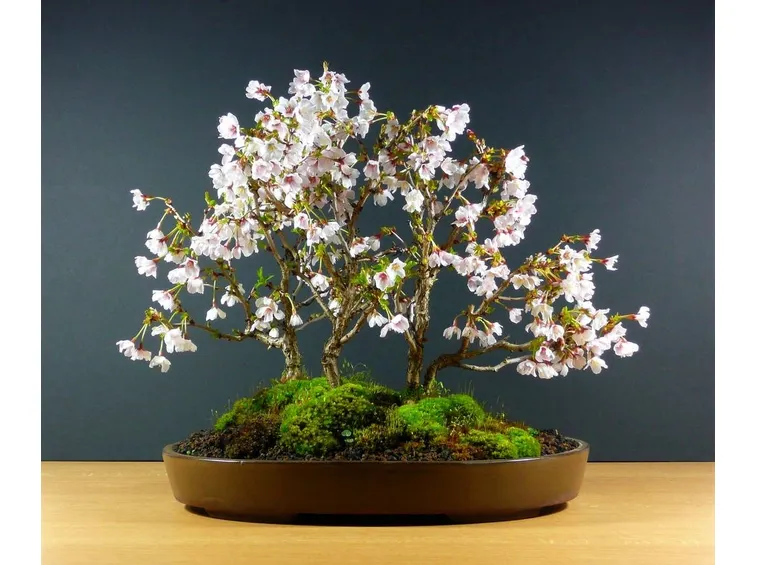 bonsai ciliegio