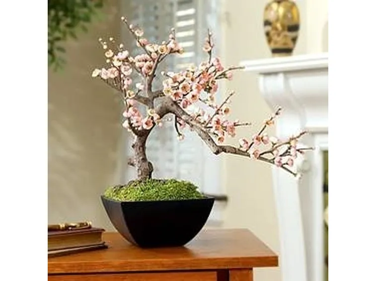bonsai ciliegio