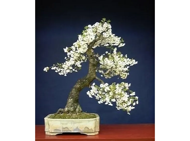 bonsai ciliegio