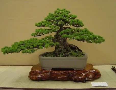 Bonsai giapponese