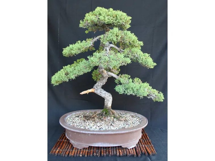 Bonsai