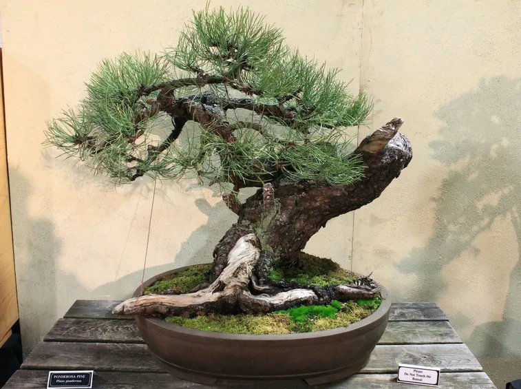 Pino giallo bonsai
