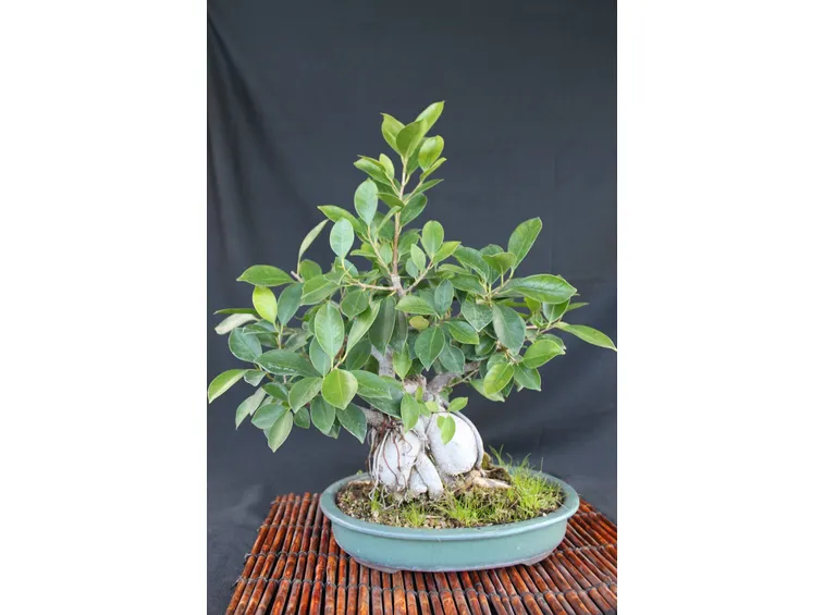 Ficus Ginseng bonsai