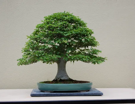 Bonsai di Faggio