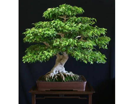bonsai ficus benjamin