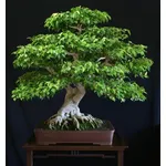 bonsai ficus benjamin