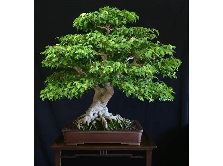 bonsai ficus benjamin