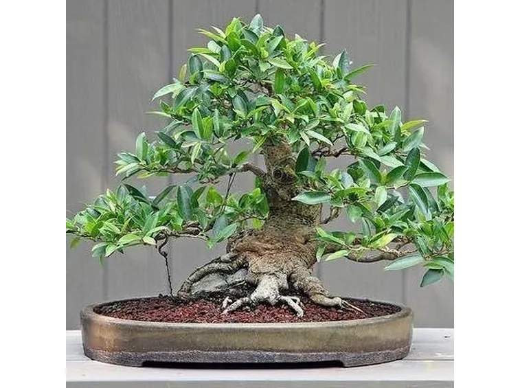 bonsai ficus benjamin