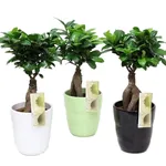 Bonsai ficus ginseng