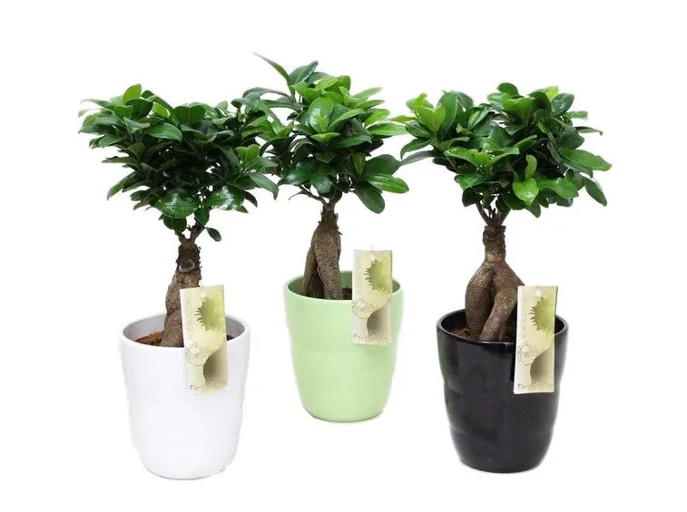 Bonsai ficus ginseng