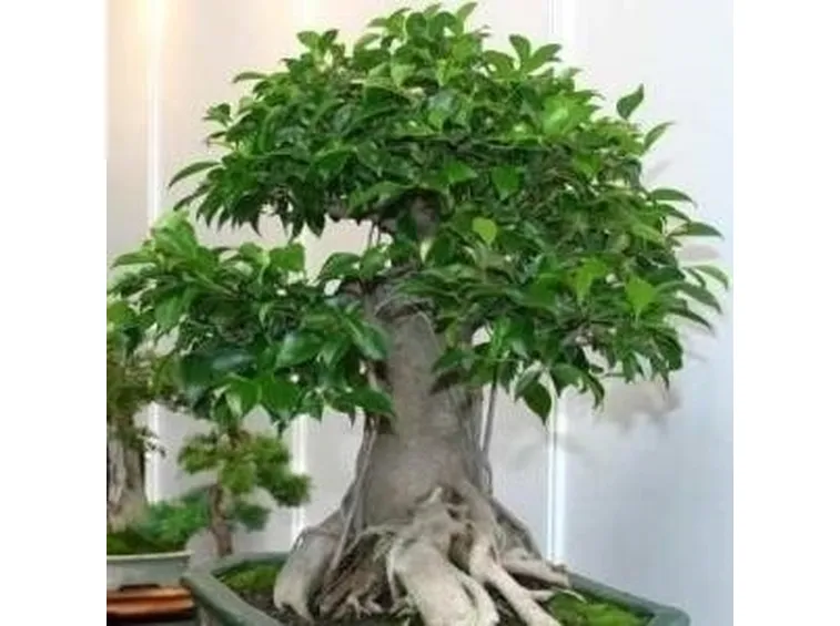 Bonsai ficus ginseng