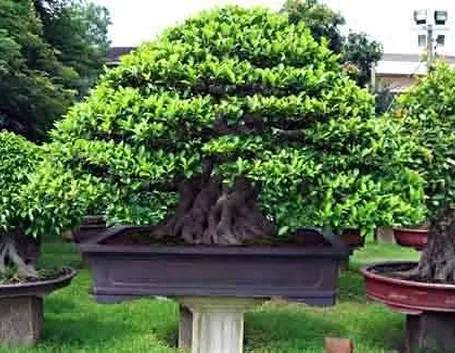 bonsai ficus microcarpa