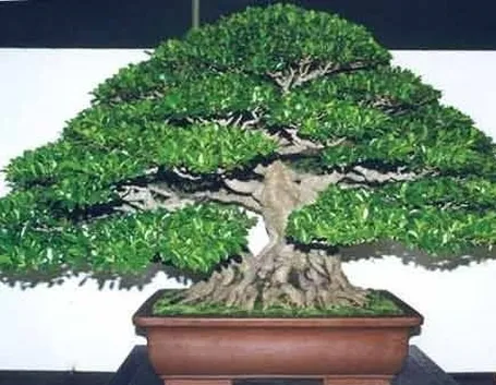Bonsai ficus retusa