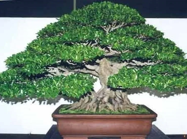 Bonsai ficus retusa