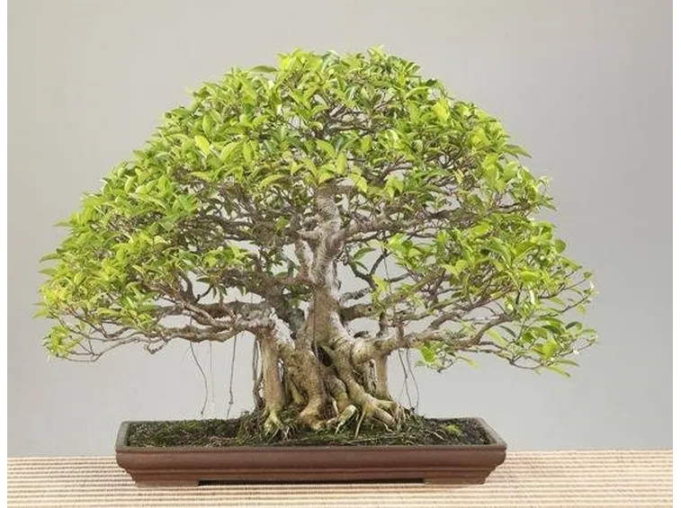 Bonsai ficus retusa