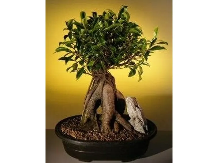 Bonsai ficus retusa
