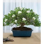 bonsai gardenia