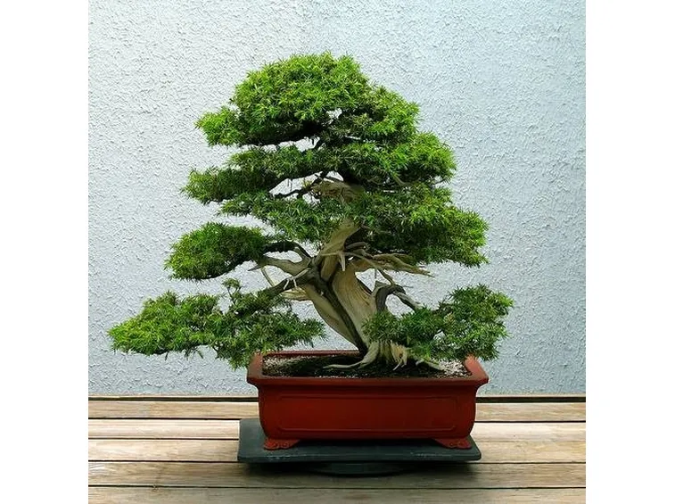 bonsai ginepro