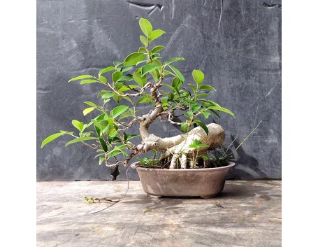 Innaffiare il bonsai ginseng