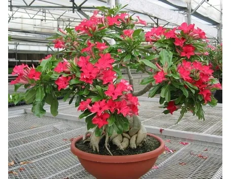 Bonsai hibiscus