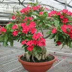 Bonsai hibiscus