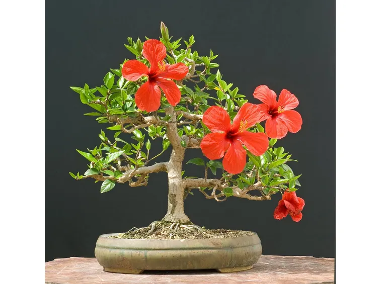 Bonsai hibiscus