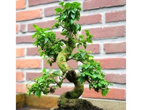 BONSAI LIGUSTRUM