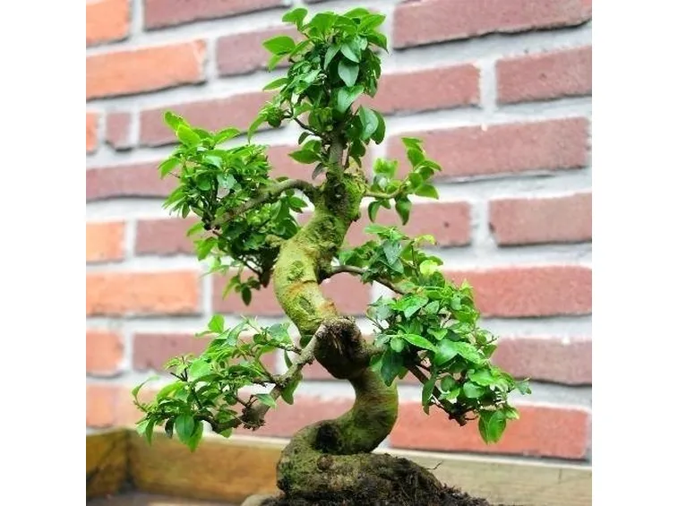 BONSAI LIGUSTRUM