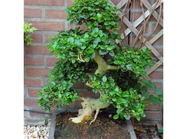 BONSAI LIGUSTRUM