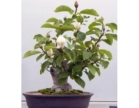 bonsai magnolia