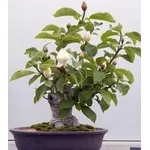 bonsai magnolia