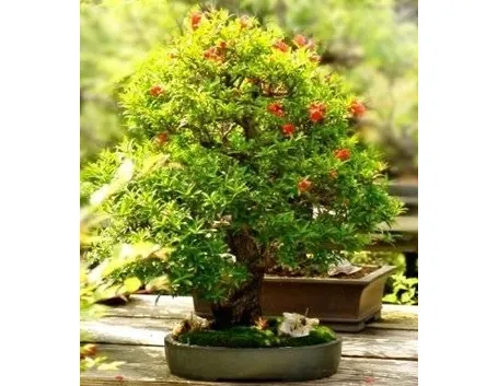 bonsai melograno