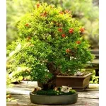 bonsai melograno 