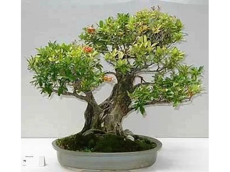 bonsai melograno