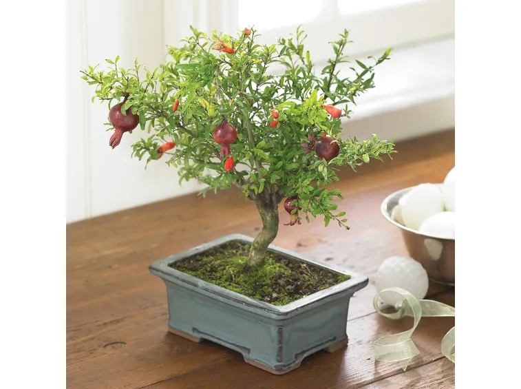 bonsai melograno