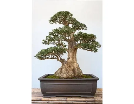 bonsai olivo