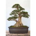 bonsai olivo