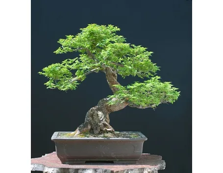 bonsai olmo